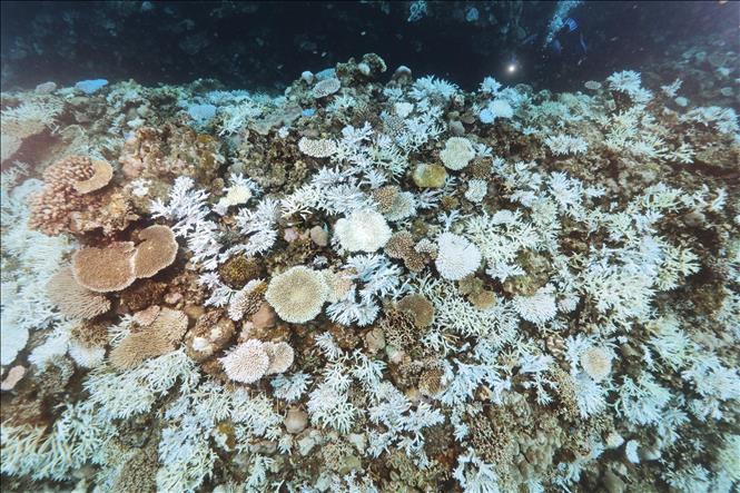 (Tư liệu) San hô bị tẩy trắng ngoài khơi Kohamajima, tỉnh Okinawa, Nhật Bản. Ảnh: Kyodo/TTXVN