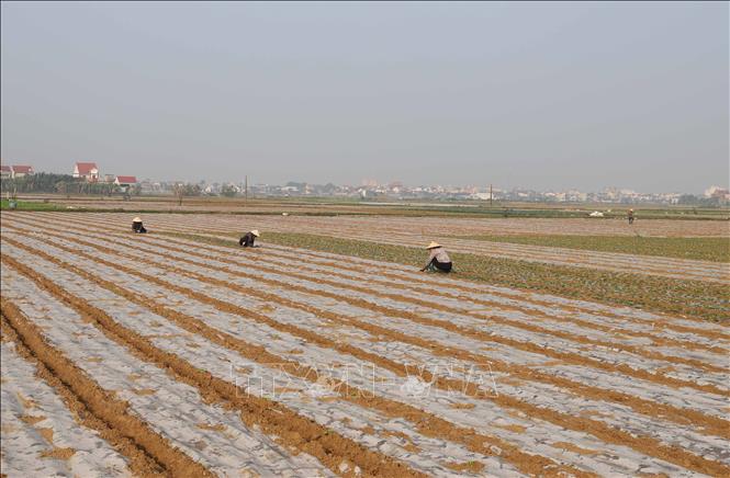 Nông dân xã Diễn Thịnh (huyện Diễn Châu, Nghệ An) bóc túi ni-lon phủ để giúp cây lạc non phát triển nhanh hơn sau giai đoạn nảy mầm. Ảnh: Xuân Tiến - TTXVN 
