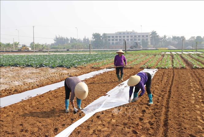 Phủ túi ni-lon để tránh cỏ dại, mầm bệnh cho những diện tích vừa gieo hạt lạc giống. Ảnh: Xuân Tiến - TTXVN 