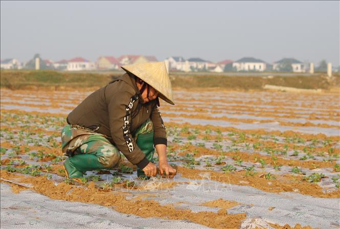Nông dân huyện Diễn Châu (Nghệ An) cần mẫn bóc màng phủ ni-lon cho cây lạc non phát triển. Ảnh: Xuân Tiến - TTXVN 