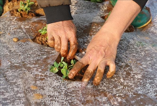 Lớp màng phủ ni-lon có chức năng giữ ấm, giữ ẩm cho đất, phòng chống sự phát triển của cỏ dại, ngăn chặn sự xâm nhập của các loại sâu bệnh có hại đối với cây lạc non. Ảnh: Xuân Tiến - TTXVN 