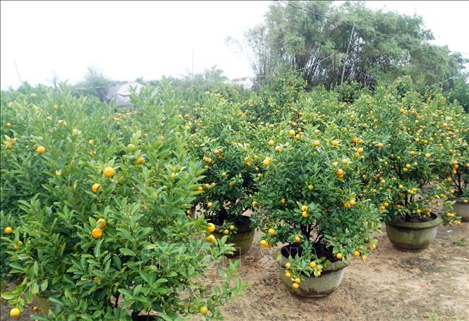 The kumquat trees in Cam Ha are renowned for their distinct beautiful shapes, deep green leaves, large, round golden fruits and can stay on the tree for a long time. VNA Photo: Trịnh Bang Nhiệm