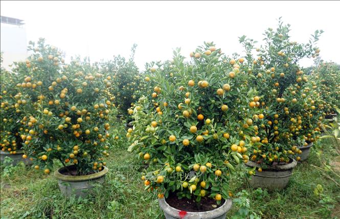 Gardeners say about 90 percent of their kumquat trees have already been pre-purchased. VNA Photo: Trịnh Bang Nhiệm