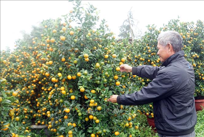 A gardener cares for his kumquat trees to prepare for Tet holiday 2025. VNA Photo: Trịnh Bang Nhiệm