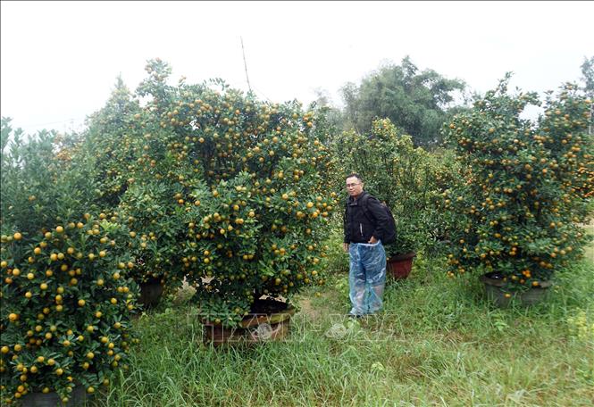 The kumquat trees in Cam Ha are renowned for their distinct beautiful shapes, deep green leaves, large, round golden fruits and can stay on the tree for a long time. VNA Photo: Trịnh Bang Nhiệm