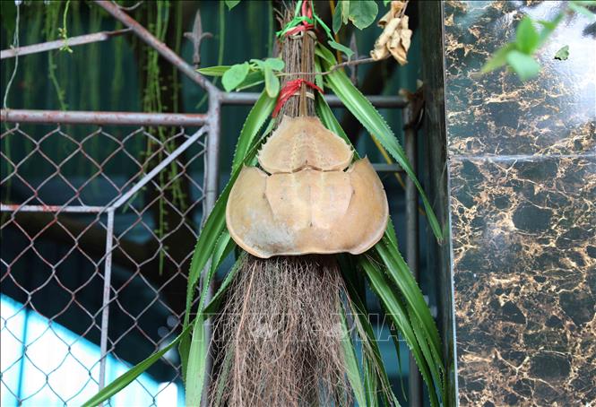Vỏ con Sam biển trưởng thành có kích thước to, không phân biệt con đực, cái, đầy đủ các bộ phận mai, đuôi, gai là tiêu chí để người dân lựa chọn treo trước cổng ngõ của gia đình. Ảnh: Xuân Tiến - TTXVN 