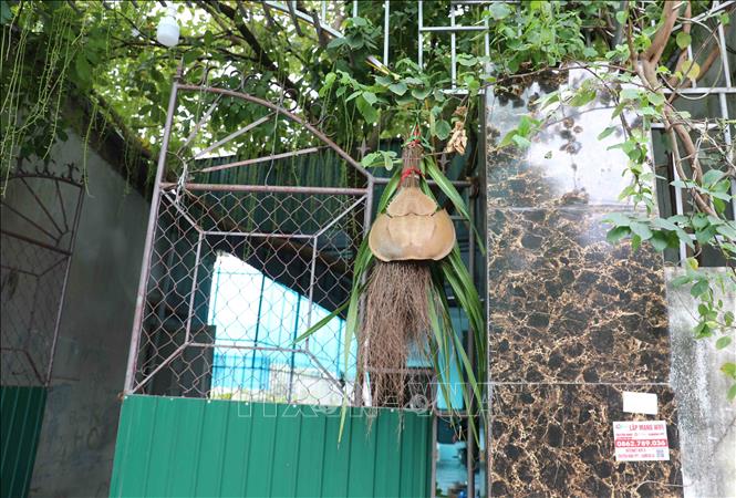 Khi gia chủ kết hợp treo vỏ sam biển với cây chổi và lá dứa gai trước cổng ngõ thì đây là tín hiệu thông báo trong nhà có trẻ sơ sinh. Gia chủ mong muốn những điều bình yên đến với gia đình, sức khỏe và sự mau lớn, trưởng thành đối với cháu bé sơ sinh. Ảnh: Xuân Tiến - TTXVN 