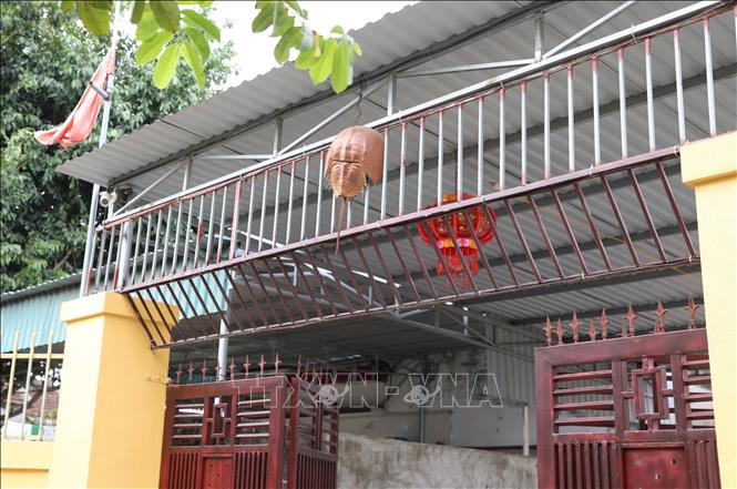 Vỏ Sam biển có ý nghĩa như “bùa may mắn” cho mỗi gia đình nên được gia chủ treo lên ở vị trí cao, thoáng, dễ nhận biết nhất trước cổng ngõ. Ảnh: Xuân Tiến - TTXVN 