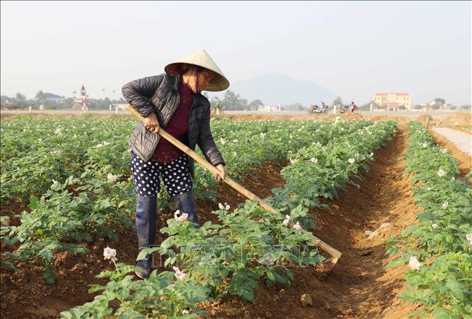 Khoai tây là cây vụ đông ngắn ngày, phù hợp với vùng có khí hậu lạnh, ít bị chuột phá hoại nên được nông dân huyện Diễn Châu (Nghệ An) mở rộng diện tích trồng trong những năm gần đây. Ảnh: Xuân Tiến - TTXVN 