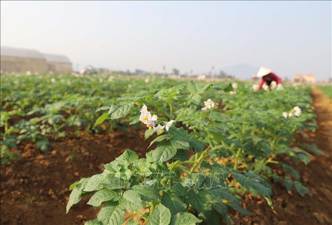 Cây khoai tây phát triển mạnh trên diện tích ruộng đất màu vùng ven biển huyện Diễn Châu (Nghệ An). Ảnh: Xuân Tiến - TTXVN 