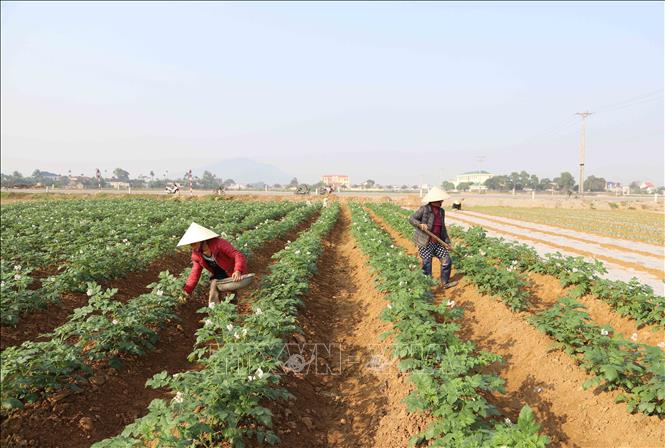 Nông dân Diễn Châu (Nghệ An) chăm sóc cây khoai tây. Ảnh: Xuân Tiến - TTXVN 