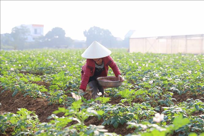 Nông dân xã Diễn Trung (huyện Diễn Châu, Nghệ An) chăm sóc cho cây khoai tây vụ Đông xuân 2025. Ảnh: Xuân Tiến - TTXVN 