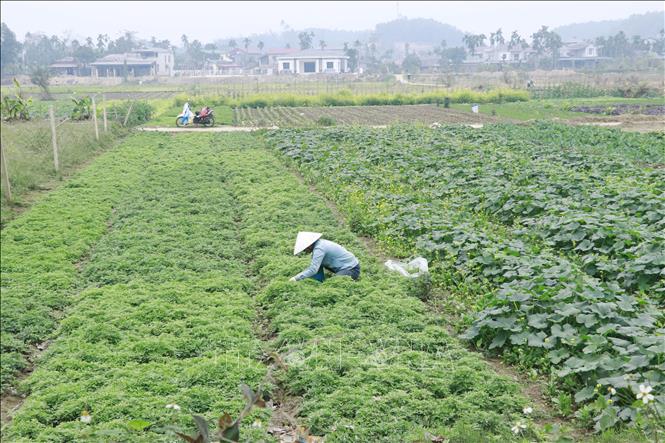 Vựa rau lớn nhất Yên Bái vào vụ Tết - Ảnh thời sự trong nước - Kinh tế ...
