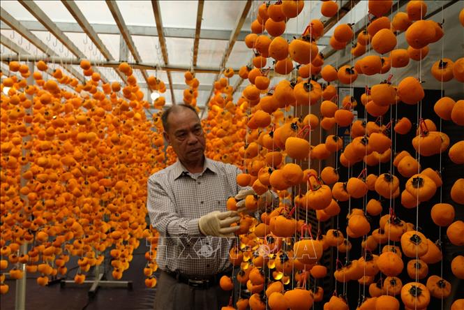 Ông Trần Phú Lộc, chủ cơ sở Hồng treo Phú Lộc, thành phố Đà Lạt (Lâm Đồng) bên mẻ hồng treo áp dụng theo công nghệ của Nhật Bản. Ảnh: Nguyễn Dũng – TTXVN 