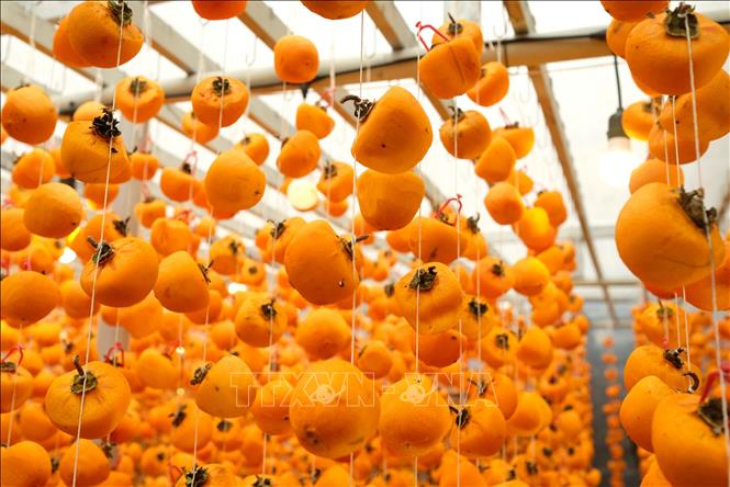 Quả hồng được treo trong nhà màng nilon 20 ngày với nhiệt độ luôn duy trì từ 25 – 30 độc C, độ ẩm dưới 70% bất kể ngày đêm để đảm bảo chất lượng tốt nhất. Ảnh: Nguyễn Dũng – TTXVN 
