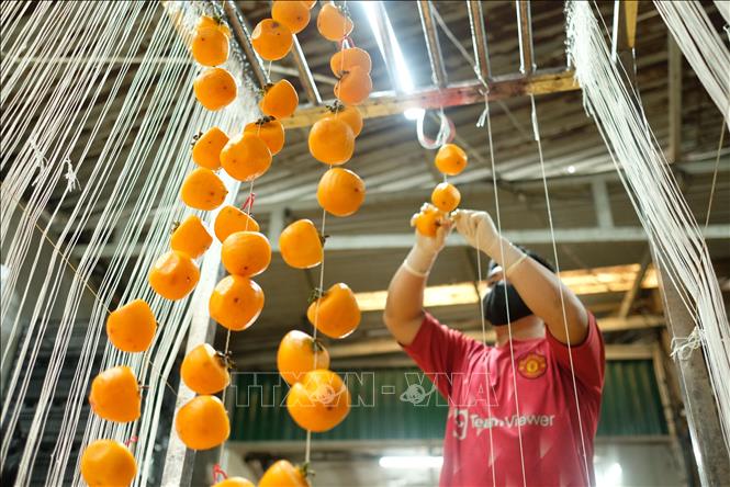 Cố định các dây treo hồng bằng các giá đỡ trước khi đưa vào xưởng sấy gió. Ảnh: Nguyễn Dũng – TTXVN 
