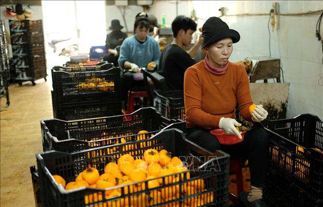 Sơ chế, gọt vỏ, khử trùng quả hồng trước khi treo lên dây và đưa vào xưởng sấy gió. Ảnh: Nguyễn Dũng – TTXVN 