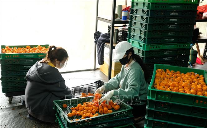 Những mẻ hồng sấy ra lò sau khoảng 20 ngày treo liên tục trong các xưởng sấy gió. Ảnh: Nguyễn Dũng – TTXVN 