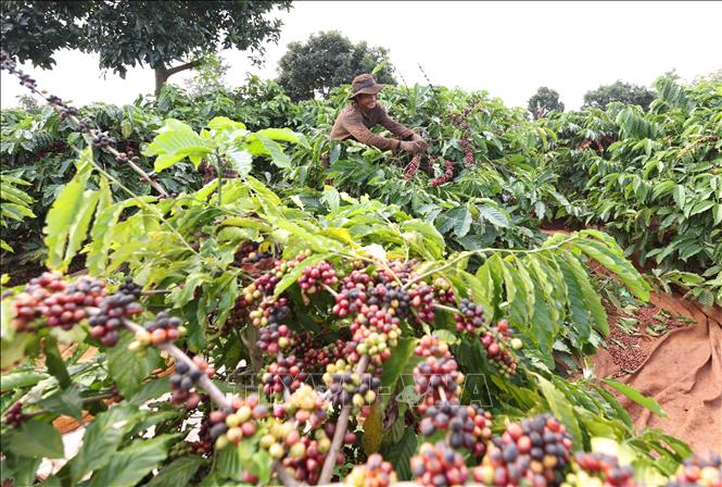 Harvesting coffee at a farm of the Vietnam Coffee Corporation (Vinacafe). VNA Photo: Vũ Sinh