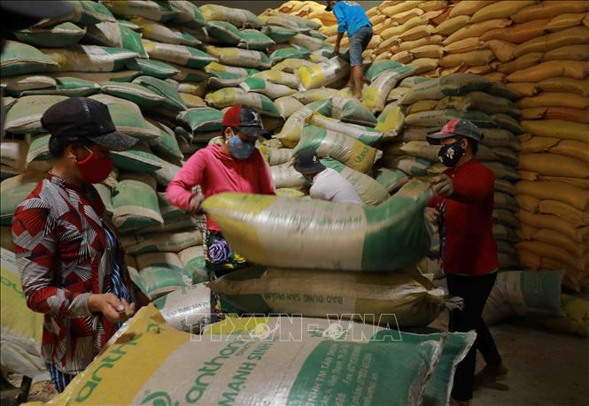 Rice is one of 7 key agro-forestry-fishery items earning export turnover of over 1 billion USD. VNA Photo: Vũ Sinh