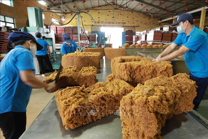 Processing rubber latex for export at a factory of the Vietnam Rubber Group. VNA Photo: Vũ Sinh