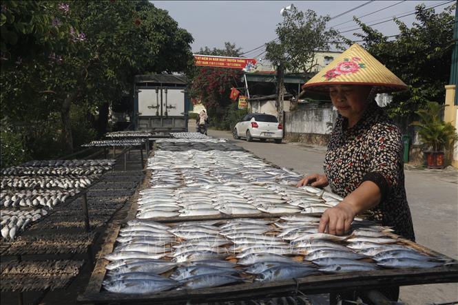 Sau khi phân loại cá và làm sạch, cá được xếp lên vỉ cho ráo nước trước khi đem vào nướng. Ảnh: Bích Huệ - TTVXN  