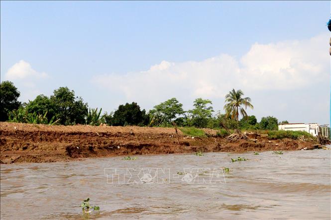 Đoạn đê bao cồn Thanh Long tại xã Quới Thiện (Vũng Liêm, Vĩnh Long) sau nhiều lần gia cố nhưng vẫn có nguy cơ tiếp tục sạt lở. Ảnh: Lê Thúy Hằng - TTXVN