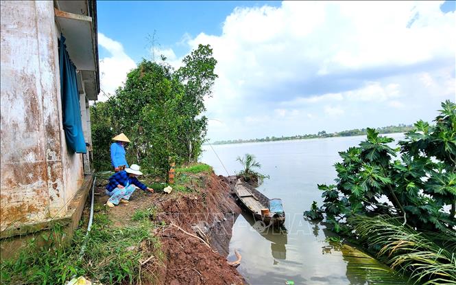 Căn nhà của ông Trần Văn Sữa tại xã Quới Thiện (Vũng Liêm, Vĩnh Long) đang bị sạt lở đến sát chân tường. Ảnh: Lê Thúy Hằng - TTXVN
