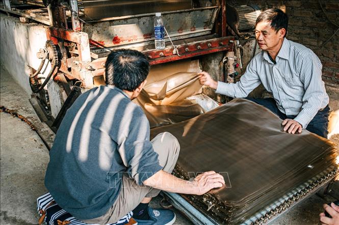 Hiện nay, do nhu cầu của thị trường và nhằm giảm bớt sức lao động, các hộ gia đình đầu tư máy bán tự động cho năng suất cao, làm ra 3 - 4 tấn miến mỗi ngày. Ảnh: Phạm Tuấn Anh - TTXVN