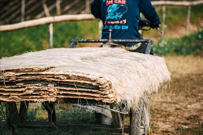 Những chuyến xe chở miến ra cánh đồng để phơi cho đến khi khô. Ảnh: Phạm Tuấn Anh - TTXVN