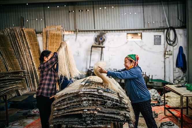 Người thợ xếp miến vào phên tre để mang đi phơi nắng. Ảnh: Phạm Tuấn Anh - TTXVN
