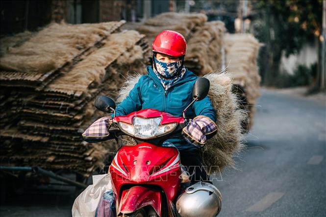 Thương lái vận chuyển những bó miến dong đi tiêu thụ. Ảnh: Phạm Tuấn Anh - TTXVN