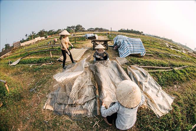 Miến làng So hầu hết được phơi khô tự nhiên bằng gió. Ảnh: Phạm Tuấn Anh - TTXVN