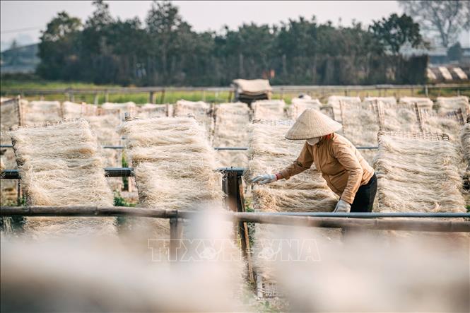 Bên cạnh việc sấy bằng công nghệ mới, phần lớn các cơ sở sản xuất ở làng So vẫn phơi miến theo cách truyền thống ở cánh đồng, nơi xa khu dân cư, dưới ánh nắng, gió tự nhiên, ít xe cộ, khói bụi. Ảnh: Phạm Tuấn Anh - TTXVN