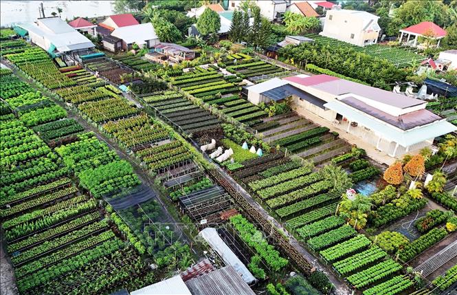 An aerial view of Sa Dec flower village. VNA Photo: Hồng Đạt