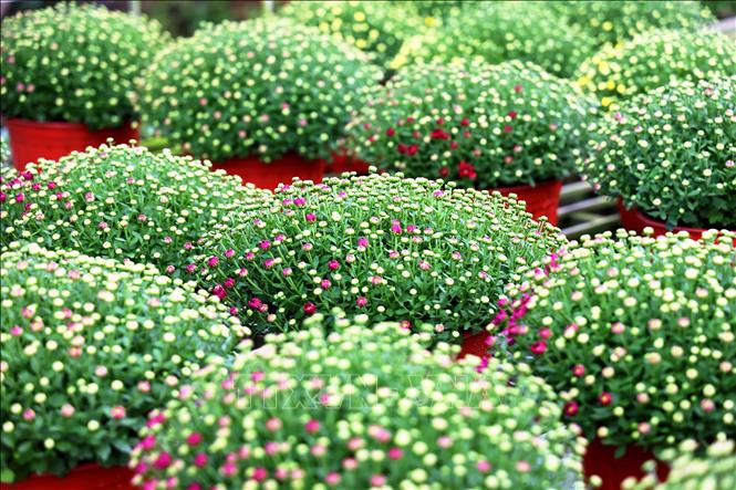 Chrysanthemum pots begin to bloom, estimated to be in full bloom during the 2025 Tet holiday. VNA Photo: Hồng Đạt