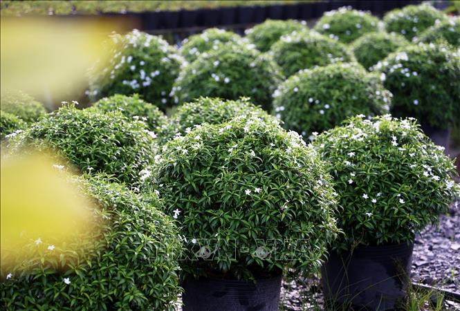 Pots of mai van phuc (East India rosebay) have begun to bloom, ready for 2025 Tet holiday. VNA Photo: Hồng Đạt