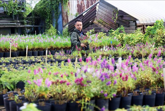 A customer from Can Tho province travels to Sa Dec flower village to pick out flower pots for his business. VNA Photo: Hồng Đạt
