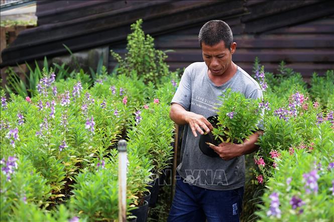 Horticulturist Truong Hoang Phuc takes care of Japanese violet flower pots in his garden. VNA Photo: Hồng Đạt