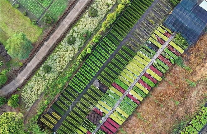 Sa Dec flower village viewed from above resembles colourful rugs. VNA Photo: Hồng Đạt