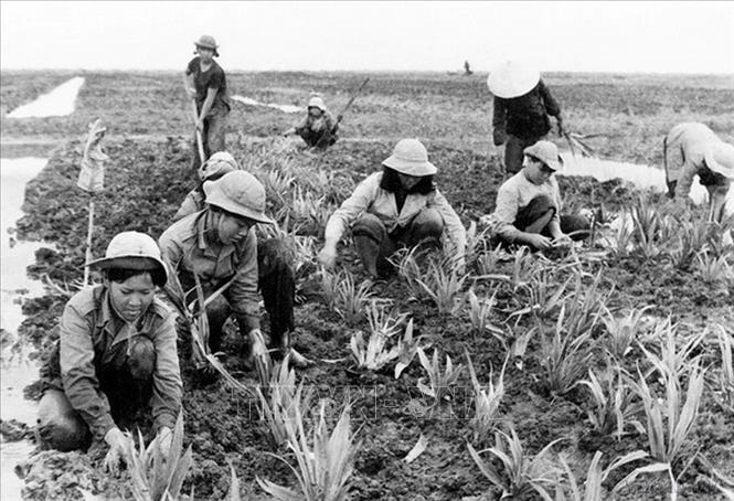 Thanh niên xung phong trồng dứa tại Nông trường Phạm Văn Hai, huyện Bình Chánh, TP Hồ Chí Minh sau ngày giải phóng. Ảnh: TTXVN phát