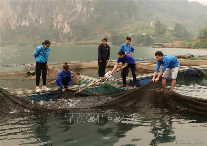 Năm 2024, Tỉnh đoàn Lai Châu triển khai nhiều mô hình khởi nghiệp, lập nghiệp, góp phần nâng cao thu nhập, tạo công ăn việc làm cho nhiều lao động là thanh niên. Trong ảnh: Thanh niên tại xã Ta Gia, huyện Than Uyên phát triển mô hình nuôi cá lồng. Ảnh: Nguyễn Oanh-TTXVN