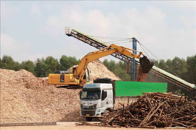 Vận chuyển dăm gỗ đi tiêu thụ tại Công ty cổ phần Lâm sản Quảng Trị ở xã Vĩnh Sơn, huyện Vĩnh Linh. Ảnh: Nguyên Lý-TTXVN