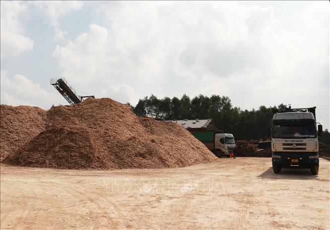 Vận chuyển dăm gỗ đi tiêu thụ tại Công ty cổ phần Lâm sản Quảng Trị ở xã Vĩnh Sơn, huyện Vĩnh Linh. Ảnh: Nguyên Lý-TTXVN   
