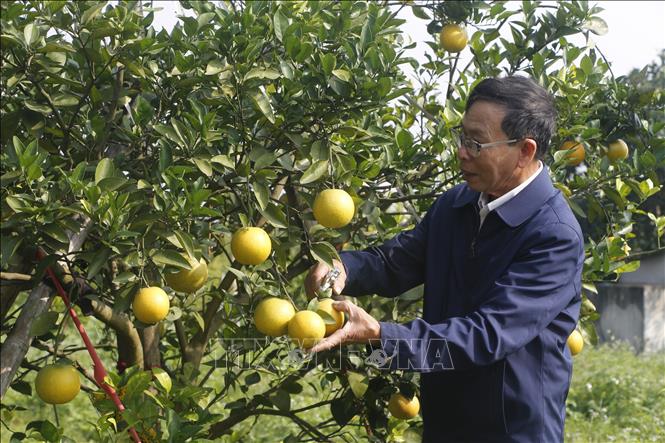 Vườn cam Xã Đoài của ông Phan Công Hưởng bán khoảng 6.000 quả trong dịp Tết, thu nhập gần 400 triệu đồng, cao hơn gấp 5 lần so với các loại cây trồng khác. Ảnh: Bích Huệ - TTXVN