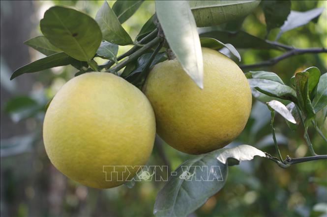 Cam Xã Đoài có giá từ 70.000 - 80.000 đồng/quả, có năm lên đến 100.000 đồng/quả. Ảnh: Bích Huệ - TTXVN