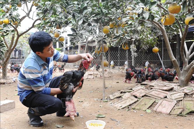 Anh Lê Quang Thắng (xã Đông Tảo) chăm sóc và kiểm tra sức khỏe gà trước khi xuất chuồng. Ảnh: Mạnh Khánh-TTXVN