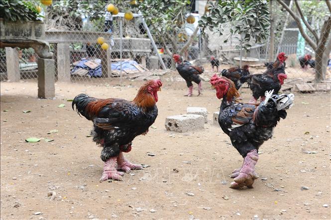 Xã Đông Tảo hiện có khoảng 1,5 vạn con gà thương phẩm, phục vụ thị trường Tết Nguyên đán 2025. Ảnh: Mạnh Khánh-TTXVN