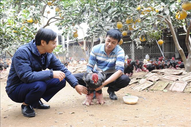 Kiểm tra sức khỏe gà trước khi xuất chuồng. Ảnh Mạnh Khánh-TTXVN