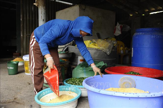 Người Đông Tảo chăn nuôi gà theo hướng hữu cơ, tận dụng những sản phẩm có từ tự nhiên làm thức ăn cho gà. Ảnh: Mạnh Khánh-TTXVN 